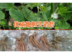 |雙柏云南地膽頭網(wǎng)|云南山白芷根供求信息|圖2