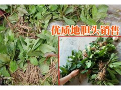 |雙柏云南地膽頭網(wǎng)|云南山白芷根供求信息|圖3