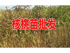 曲靖馬龍哪里有核桃苗&政府扶貧采購核桃苗去哪圖1