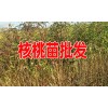 曲靖馬龍哪里有核桃苗&政府扶貧采購(gòu)核桃苗去哪