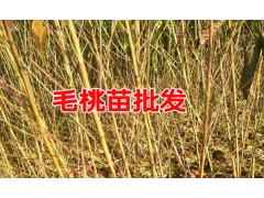 出售毛桃苗3-5公分 |紅梨苗|毛桃苗|紅富士蘋(píng)果苗|圖1