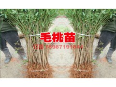 毛桃樹苗價格%毛桃苗新供應(yīng)&昆明毛桃苗哪里有圖2