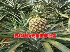 無眼菠蘿(沙拉瓦)種植戶|低價格無眼菠蘿基地信息圖1