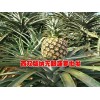 無(wú)眼菠蘿@自產(chǎn)自銷的無(wú)眼菠蘿@無(wú)眼菠蘿基地信息