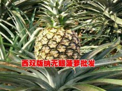 無(wú)眼菠蘿@自產(chǎn)自銷的無(wú)眼菠蘿@無(wú)眼菠蘿基地信息圖3