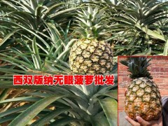 產(chǎn)地菠蘿價(jià)格@西雙版納/元陽/河口是無眼菠蘿的盛產(chǎn)區(qū)圖1