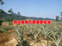 產(chǎn)地菠蘿價(jià)格@西雙版納/元陽/河口是無眼菠蘿的盛產(chǎn)區(qū)圖3