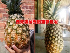 產(chǎn)地菠蘿價(jià)格@西雙版納/元陽/河口是無眼菠蘿的盛產(chǎn)區(qū)圖2