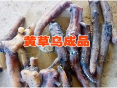 黃草烏種子@黃草烏收購公司@黃草烏種子哪里有買圖1