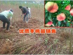 大理/紅河/麗江冬桃苗哪里有銷售?冬桃苗批發(fā)報(bào)價(jià)圖2
