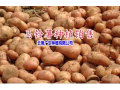 今年洋芋價格13987485087|云南省會澤縣駕車鄉(xiāng)圖1