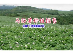 |云南優(yōu)質(zhì)洋芋 |今日馬鈴薯平均價(jià)格|圖2