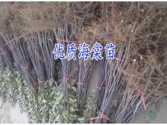 昭通哪里有海棠苗批發(fā)%云南 海棠苗木批發(fā)市場報(bào)價(jià)格@圖3