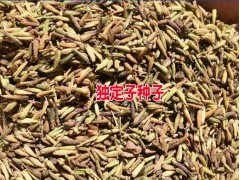 金鐵鎖/當歸/草烏/種子_會澤潤滇種植有限公司司產品供求信息圖2