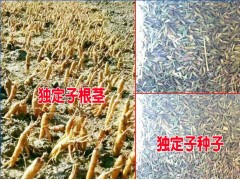金鐵鎖/當歸/草烏/種子_會澤潤滇種植有限公司司產品供求信息圖3