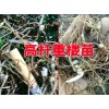 今年重樓種苗行情_新滇潤(rùn)重樓小苗銷售行情價(jià)格