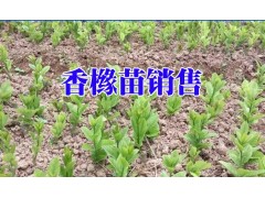 云南香櫞樹苗佳種植時(shí)間段_香櫞小苗什么時(shí)候種植?圖2