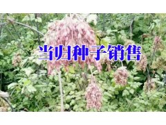 當(dāng)歸種植銷售種子?；厥?13987235380圖3