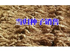 2017當歸_西南當歸種子銷售價格&當歸種植?；厥展緢D2