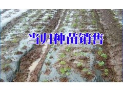 當歸種植_當歸種子哪里在銷售@大理當歸種子銷售價格圖3