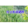 紅豆杉小苗昆明哪里有銷售@紅豆杉低價格@紅豆杉小苗基地批發(fā)