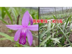 云南普洱種白芨?；厥?致富脫貧好項目&白芨苗多少錢一株圖2