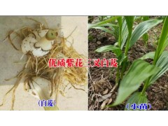 云南普洱種白芨?；厥?致富脫貧好項目&白芨苗多少錢一株圖1