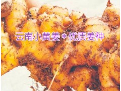 小黃姜價(jià)格年報(bào)價(jià)&黃姜價(jià)格多少錢(qián)一斤圖2