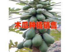 麻栗坡縣天保源合果蔬種植專業(yè)合作社圖1