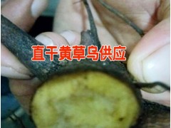 麗江產(chǎn)地藥材有哪些%直桿黃草烏/毛桃/重樓供應(yīng)商圖2