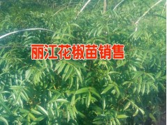 麗江產(chǎn)地藥材有哪些%直桿黃草烏/毛桃/重樓供應(yīng)商圖3
