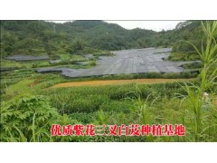 白芨(紫花三叉大白芨)苗特點(diǎn)(適應(yīng)性高)_長(zhǎng)勢(shì)好，成活率高圖2