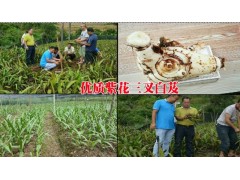 白芨(紫花三叉大白芨)苗特點(diǎn)(適應(yīng)性高)_長(zhǎng)勢(shì)好，成活率高圖3