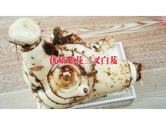 優(yōu)質(zhì)紫花三叉大白芨苗/普洱/版納小苗/紫花三叉大白芨種植公司圖1