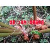 3年生的草果苗哪里在銷售&草果苗3年生的批發(fā)報價