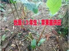 3年生的草果苗哪里在銷(xiāo)售&草果苗3年生的批發(fā)報(bào)價(jià)圖3