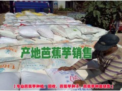 一畝芭蕉芋能產(chǎn)多少斤&[芭蕉芋批發(fā)]$云南芭蕉芋廣東采購(gòu)點(diǎn)圖3