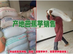 芭蕉芋（蕉藕,又名蕉芋）信息網(wǎng)%免費(fèi)提供芭蕉芋種植技術(shù)價(jià)格圖3