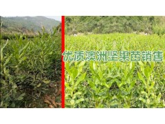 澳洲堅果種植專業(yè)合作社  澳洲堅果種植（小苗）技術(shù) 澳洲堅果種植圖2