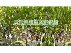 澳洲堅果種植專業(yè)合作社  澳洲堅果種植（小苗）技術(shù) 澳洲堅果種植圖3