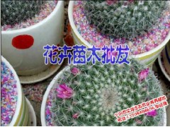 紅河哪里批發(fā)大花蕙蘭|2017大花蕙蘭批發(fā)| 櫻桃苗供應|圖2