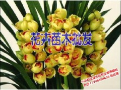 紅河哪里批發(fā)大花蕙蘭|2017大花蕙蘭批發(fā)| 櫻桃苗供應|圖3