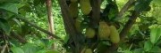馬來(lái)西亞1號(hào)菠蘿蜜(圖片)