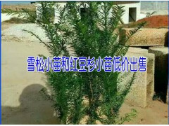 雪松育苗種植戶&昆明雪松苗市場*20-60公分的雪松批發(fā)銷售圖1