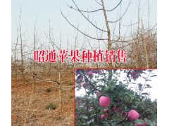 昭通蘋果示范合作社|昭通蘋果農(nóng)民合作社|昭通蘋果圖片圖1