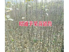 昭通蘋果示范合作社|昭通蘋果農(nóng)民合作社|昭通蘋果圖片圖2