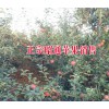 昭通蘋果合作社聯(lián)系·昭通蘋果銷售信息網#|