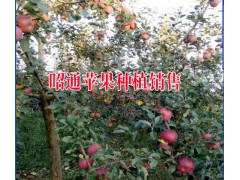 昭通蘋(píng)果種植戶%優(yōu)質(zhì)昭通種植銷(xiāo)售·今日昭通價(jià)格圖1