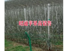 昭通蘋(píng)果種植戶%優(yōu)質(zhì)昭通種植銷(xiāo)售·今日昭通價(jià)格圖3