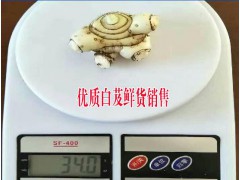 供應紫花三叉大白芨苗批發(fā)#云南保山隆陽區(qū)白芨種植基地圖2